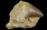 Mosasaur (Prognathodon) Tooth In Rock #70413-1